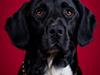 Blanding af racer lab/engelskspringer Lucky [ Himmelhund]