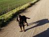 Gordon setter Dina