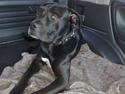 Blanding af racer Koda