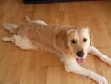 Golden retriever dino