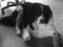 Border collie Chevy