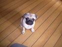 Mops Chevy