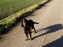 Gordon setter Dina