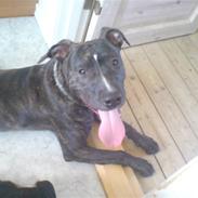 Amerikansk staffordshire terrier Loco