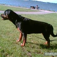 Rottweiler Gismo