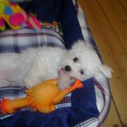 Bichon à poil frisé Lucy stars White Nimbus