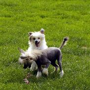 Chinese crested hårløs Clare