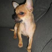 Chihuahua DiDi