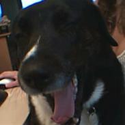 Blanding af racer Razz