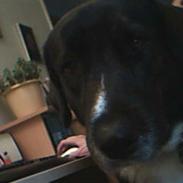 Blanding af racer Razz