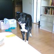 Blanding af racer Razz