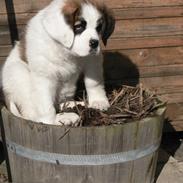 Sankt bernhardshund Fie