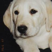 Labrador retriever Rollo - aflivet 12/4-2009
