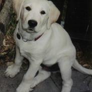 Labrador retriever Rollo - aflivet 12/4-2009