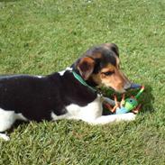 Jack russell terrier Buddy