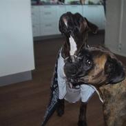 Boxer lovis 