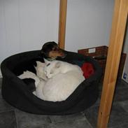 Jack russell terrier Buddy