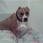 Amerikansk staffordshire terrier Suka