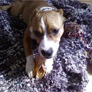 Amerikansk staffordshire terrier Suka