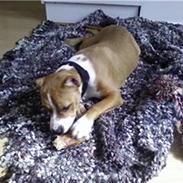 Amerikansk staffordshire terrier Suka