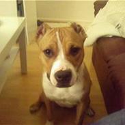 Amerikansk staffordshire terrier Suka