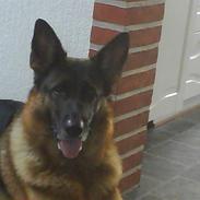 Schæferhund Mitzi