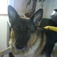 Schæferhund Mitzi