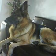Schæferhund Mitzi