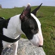 Bullterrier Karma