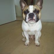 Fransk bulldog Oskar (RIP)