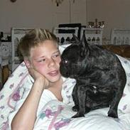 Fransk bulldog Eddie R.I.P 28.07.2015