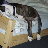 Amerikansk staffordshire terrier Cozmo