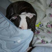 Amerikansk staffordshire terrier Cozmo