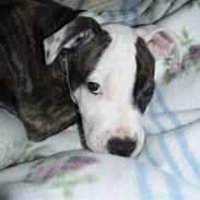 Amerikansk staffordshire terrier Cozmo