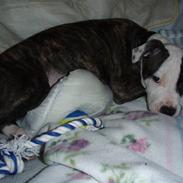 Amerikansk staffordshire terrier Cozmo