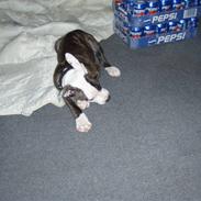 Amerikansk staffordshire terrier Cozmo