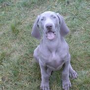 Weimaraner Baghera