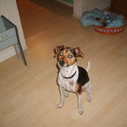 Jack russell terrier * Tyson *