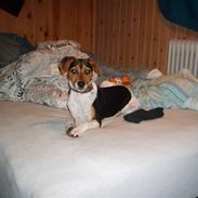 Jack russell terrier * Tyson *