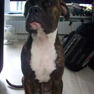 Amerikansk bulldog Rocco