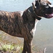 Amerikansk bulldog Rocco