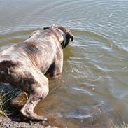 Amerikansk bulldog Rocco