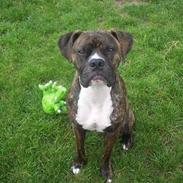 Amerikansk bulldog Rocco