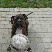 Amerikansk bulldog Rocco