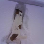 Engelsk foxhund Robin hund