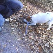 Engelsk foxhund Robin hund