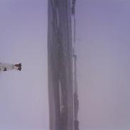 Engelsk foxhund Robin hund