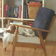 Engelsk foxhund Robin hund