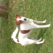 Engelsk foxhund Robin hund