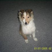 Collie langhåret Sussi